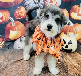 A groomed dog posing in front of a halloween background.