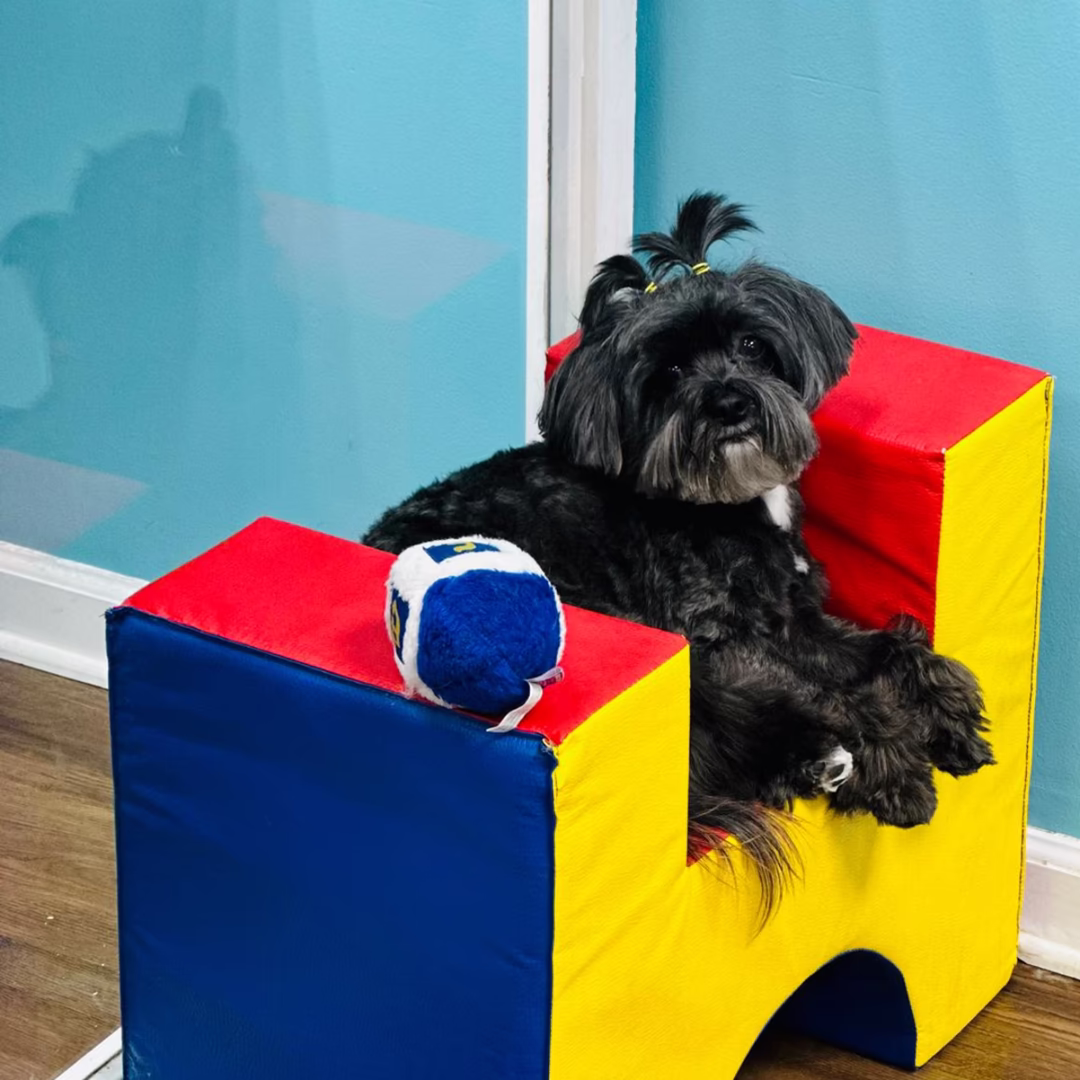 A Shih Tzu sitting after being groomed at Tali Tails