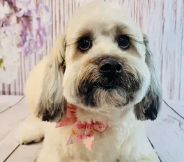 Muffin happy after her bath and haircut