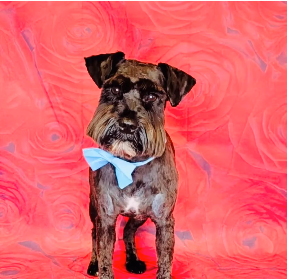 A Schnauzer in front of a red floral backdrop, sporting a light blue bow tie.