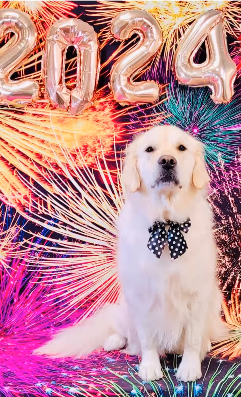 A Golden Retriever celebrating the New Year with a festive backdrop, wearing a black bow tie with polka dots, in front of shimmering balloons shaped as 2024 and colorful fireworks.