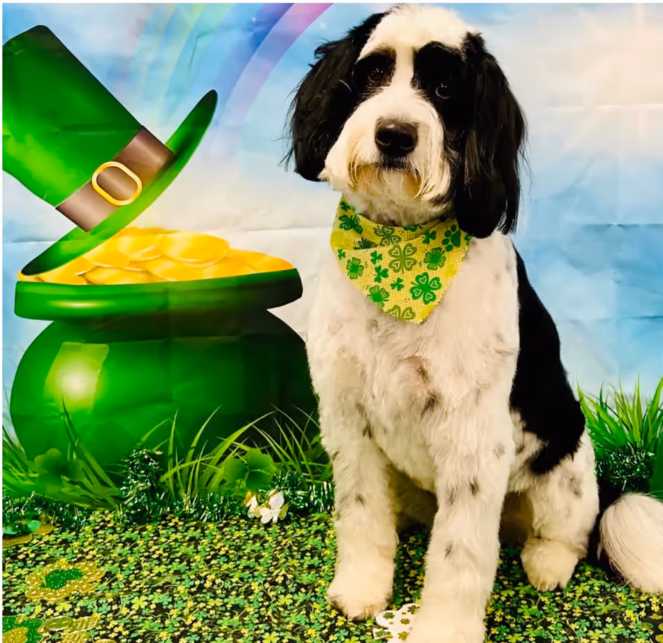 A Portuguese Water Dog posing for a Saint Patrick’s Day-themed photoshoot, wearing a green shamrock bandana next to a pot of gold and a green leprechaun hat.