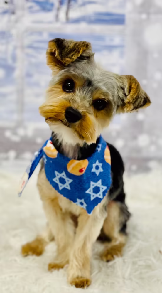 A groomed Yorkshire Terrier